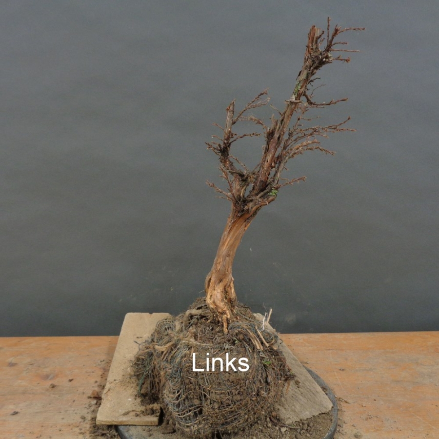 Potentilla, Fingerstrauch, Bonsai